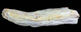 Petrified Wood Limb (Bald Cypress) - Saddle Mountain, WA #69449-2